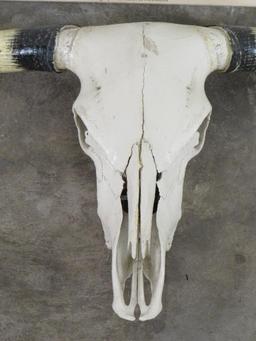 Really Nice Natural Longhorn Skull w/60 3/4" Spread TAXIDERMY