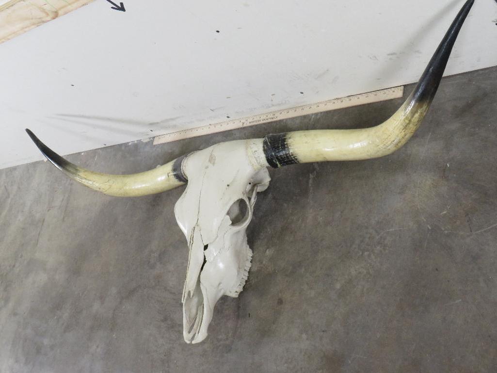 Really Nice Natural Longhorn Skull w/60 3/4" Spread TAXIDERMY