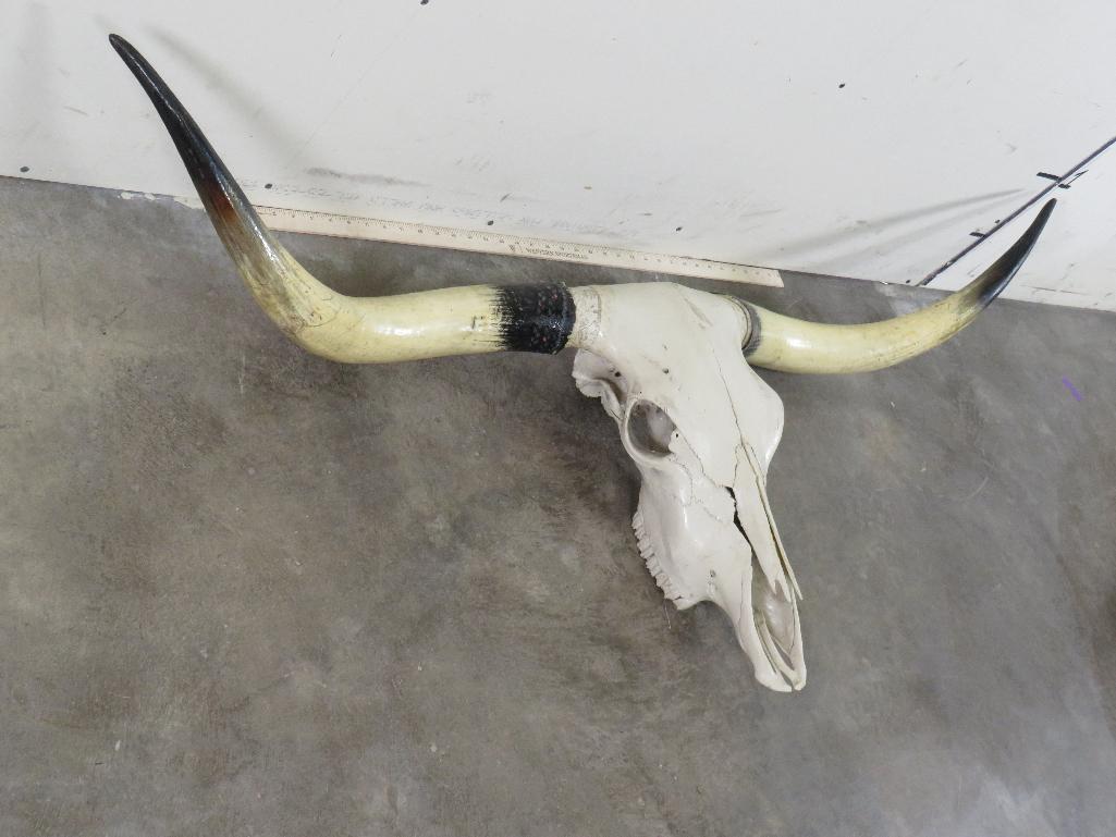 Really Nice Natural Longhorn Skull w/60 3/4" Spread TAXIDERMY