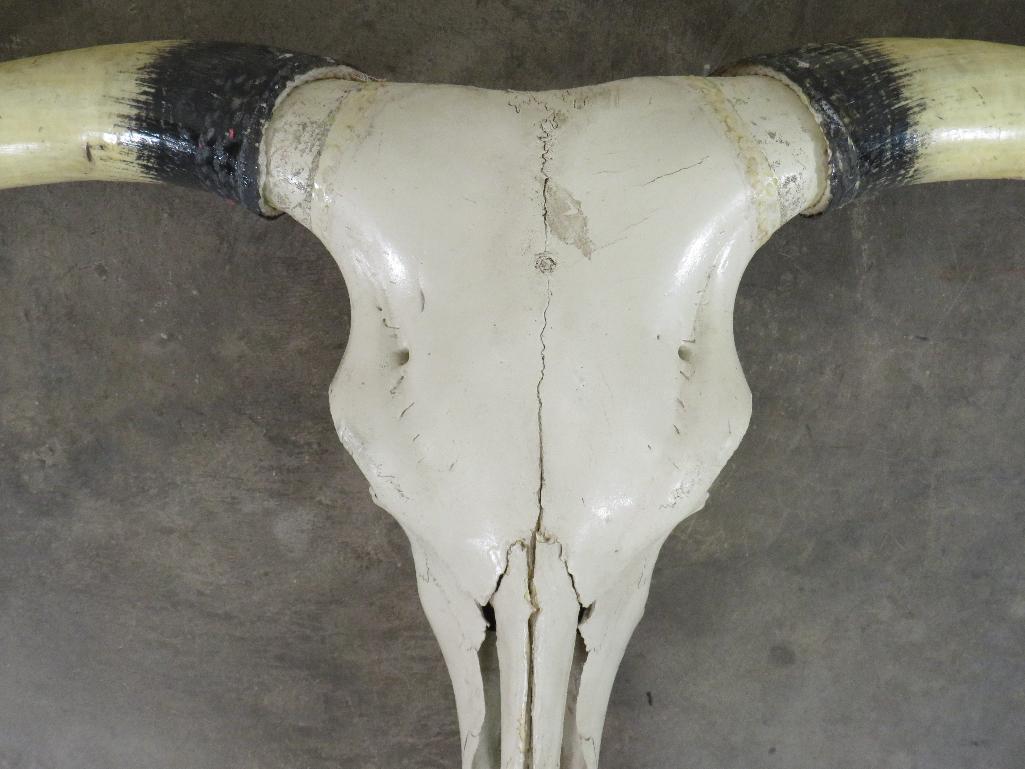 Really Nice Natural Longhorn Skull w/60 3/4" Spread TAXIDERMY