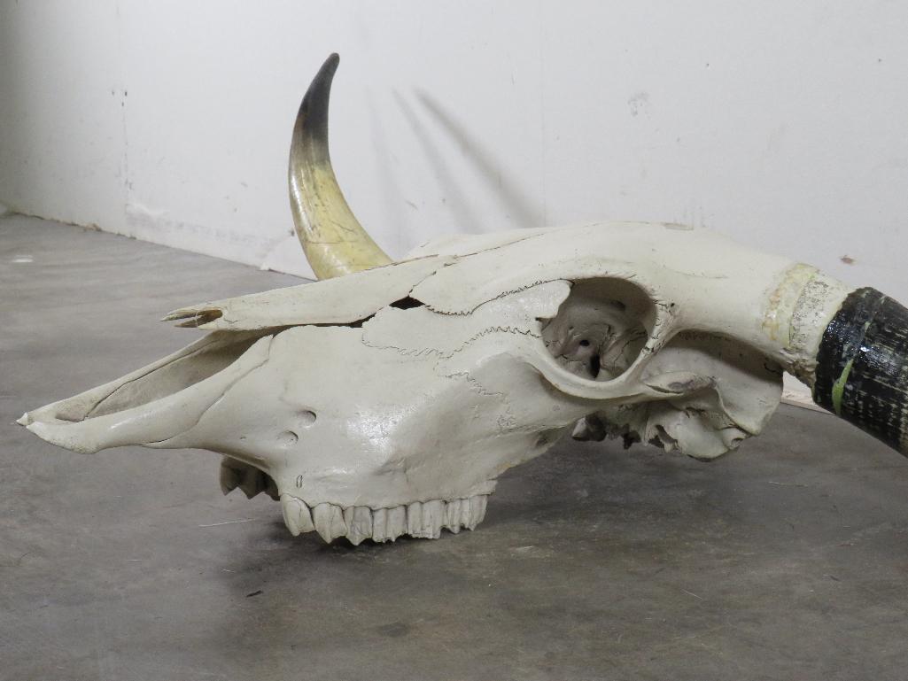 Really Nice Natural Longhorn Skull w/60 3/4" Spread TAXIDERMY