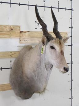 Eland Sh Mt w/Removable Horns TAXIDERMY