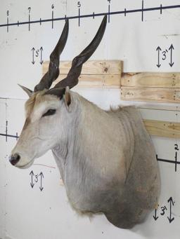 Eland Sh Mt w/Removable Horns TAXIDERMY