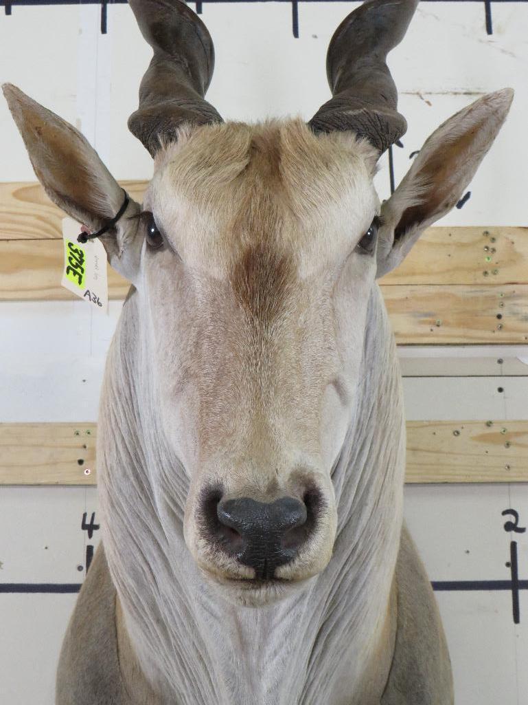 Eland Sh Mt w/Removable Horns TAXIDERMY