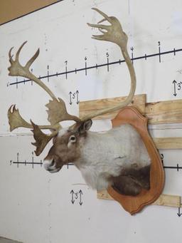 Caribou Sh Mt on Plaque TAXIDERMY