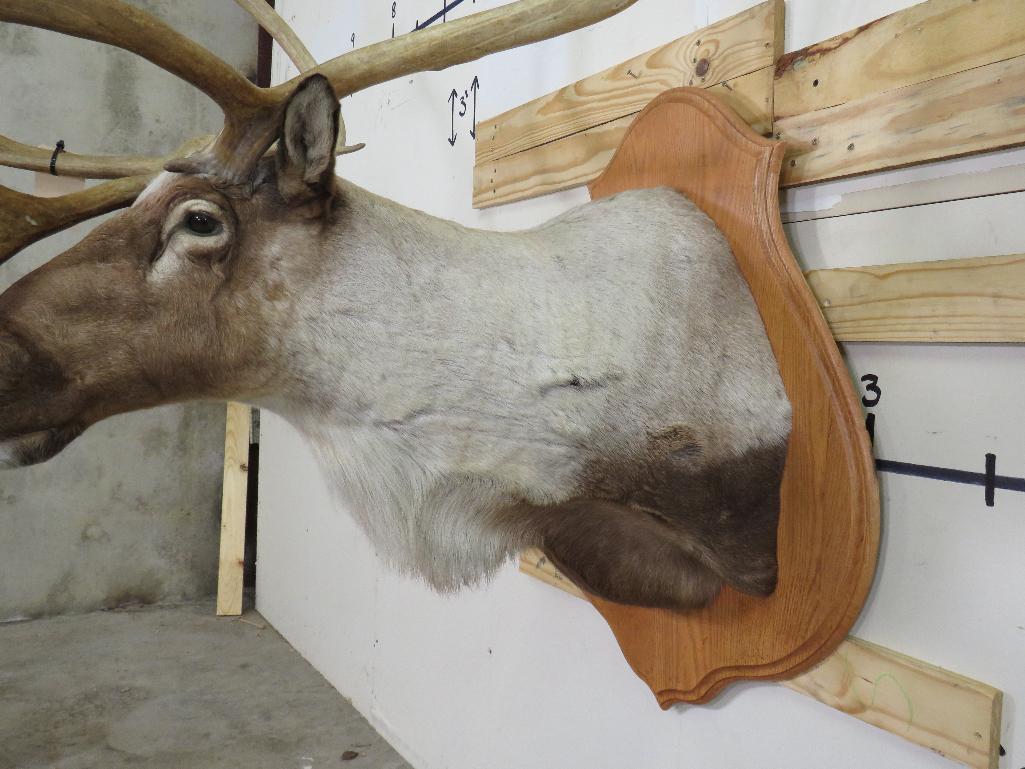 Caribou Sh Mt on Plaque TAXIDERMY