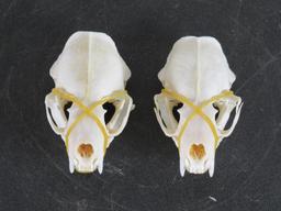 2 Mink Skulls w/All Teeth (ONE$) TAXIDERMY