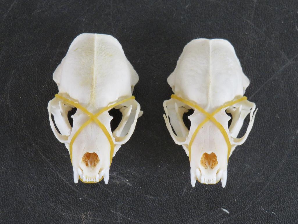 2 Mink Skulls w/All Teeth (ONE$) TAXIDERMY