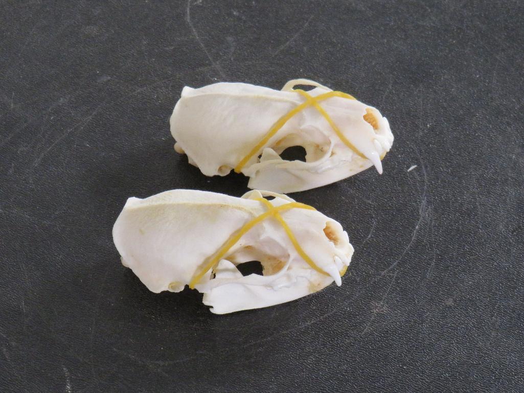 2 Mink Skulls w/All Teeth (ONE$) TAXIDERMY