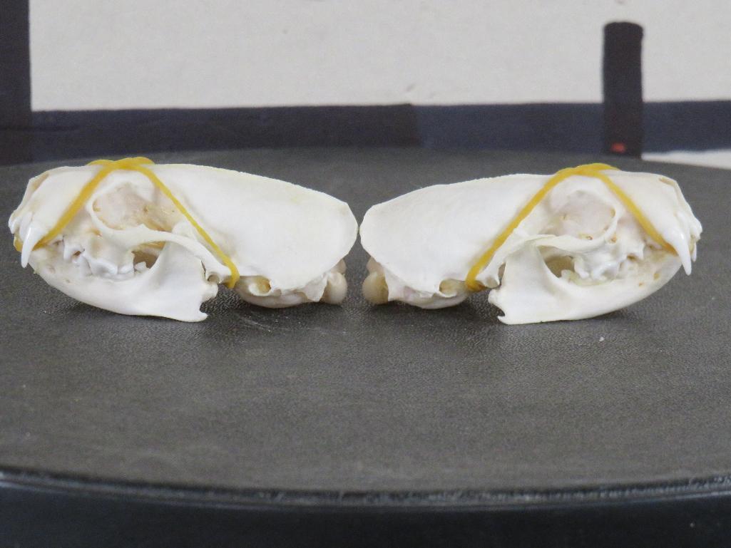 2 Mink Skulls w/All Teeth (ONE$) TAXIDERMY