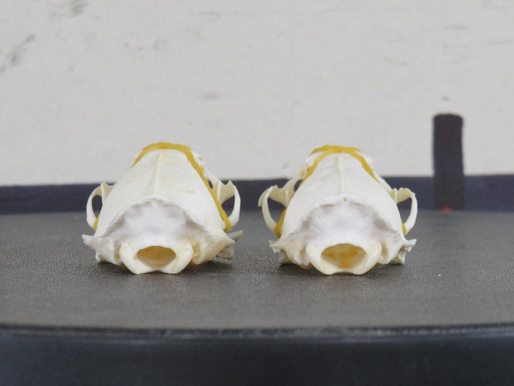 2 Mink Skulls w/All Teeth (ONE$) TAXIDERMY