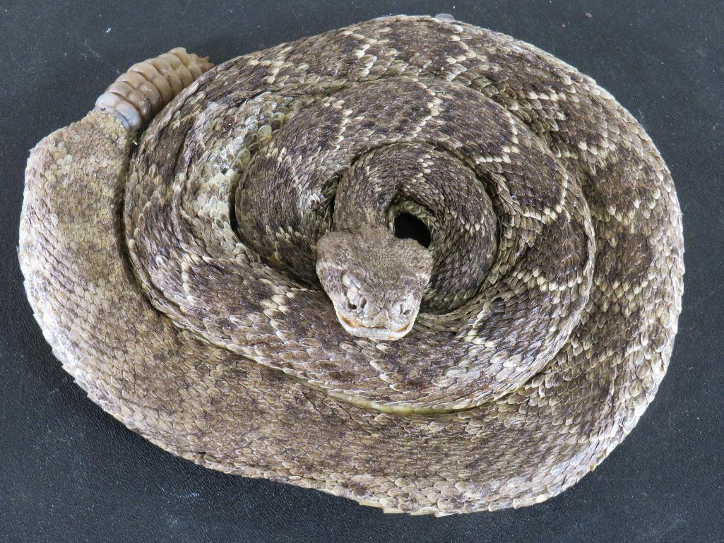 LLifesize Coiled Diamondback Rattlesnake TAXIDERMY