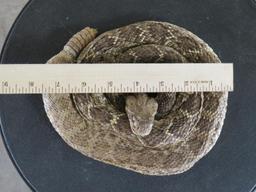 LLifesize Coiled Diamondback Rattlesnake TAXIDERMY