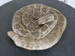 LLifesize Coiled Diamondback Rattlesnake TAXIDERMY