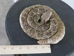 LLifesize Coiled Diamondback Rattlesnake TAXIDERMY