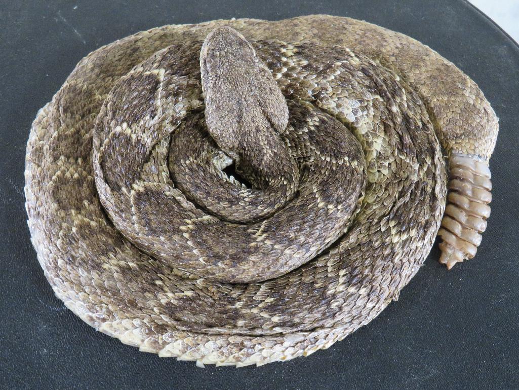 LLifesize Coiled Diamondback Rattlesnake TAXIDERMY