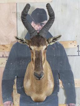 Red Hartebeest Sh Mt TAXIDERMY