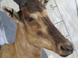 Red Hartebeest Sh Mt TAXIDERMY