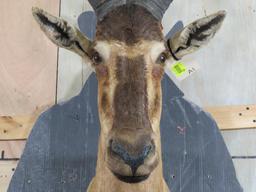 Red Hartebeest Sh Mt TAXIDERMY