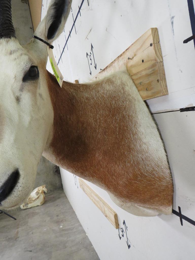 Nice Scimitar Horn Oryx Sh Mt *TX RES ONLY* TAXIDERMY