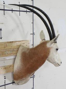 Nice Scimitar Horn Oryx Sh Mt *TX RES ONLY* TAXIDERMY