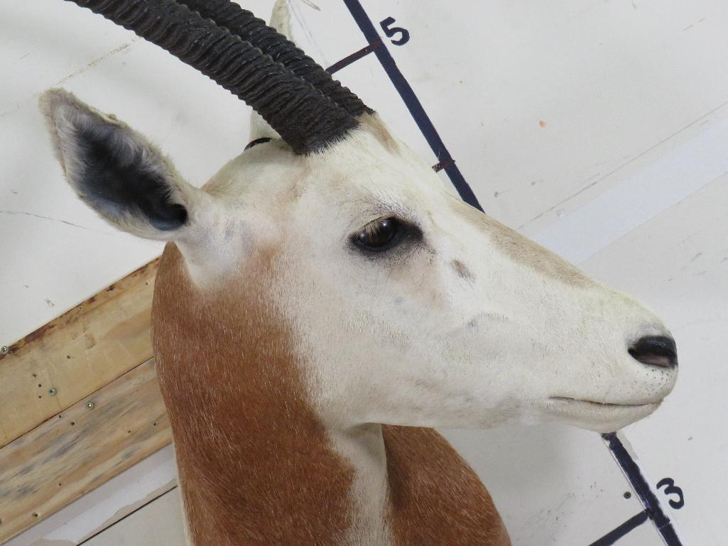 Nice Scimitar Horn Oryx Sh Mt *TX RES ONLY* TAXIDERMY