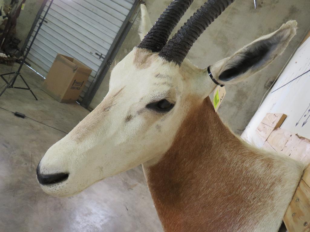 Nice Scimitar Horn Oryx Sh Mt *TX RES ONLY* TAXIDERMY