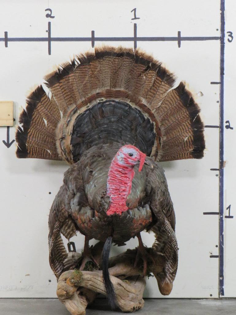 Lifesize Strutting Turkey On limb TAXIDERMY