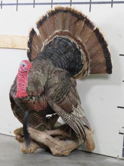 Lifesize Strutting Turkey On limb TAXIDERMY