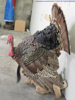 Lifesize Strutting Turkey On limb TAXIDERMY