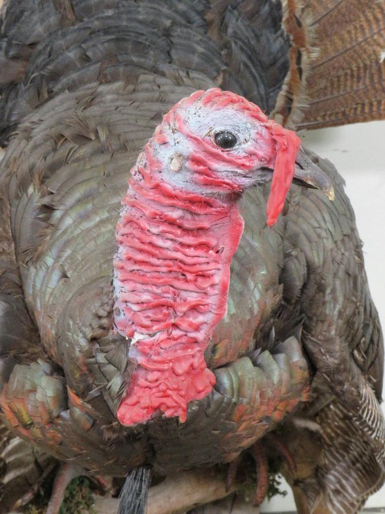 Lifesize Strutting Turkey On limb TAXIDERMY