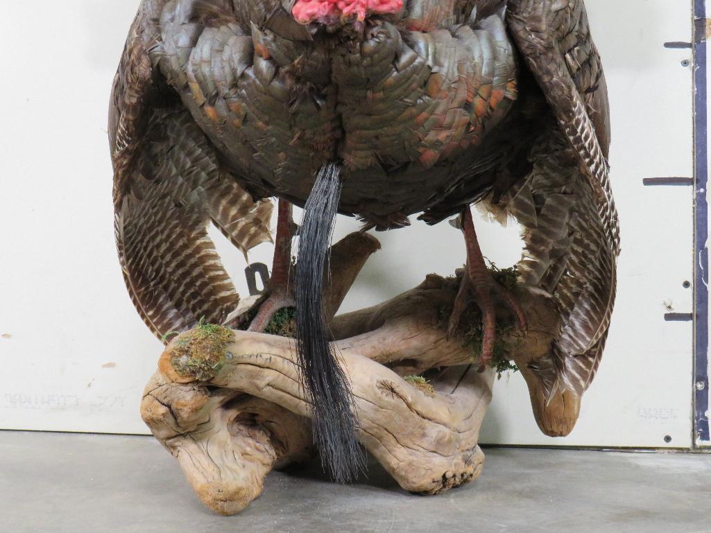 Lifesize Strutting Turkey On limb TAXIDERMY