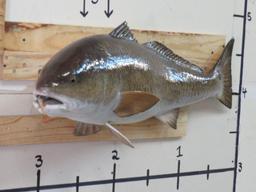 Repro Red Drum Fish eating Shrimp TAXIDERMY