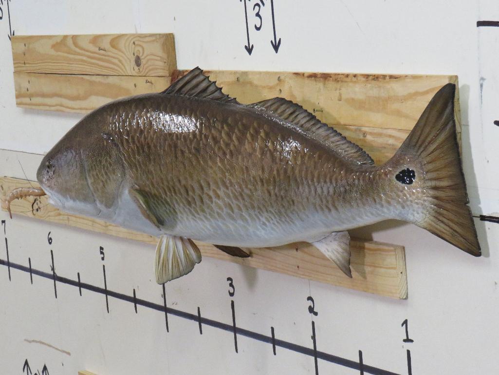 Repro Red Drum Fish eating Shrimp TAXIDERMY