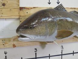 Repro Red Drum Fish eating Shrimp TAXIDERMY