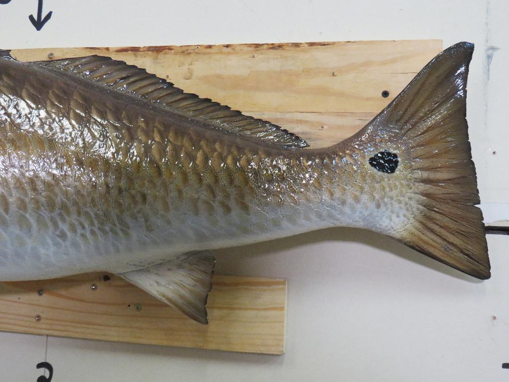 Repro Red Drum Fish eating Shrimp TAXIDERMY