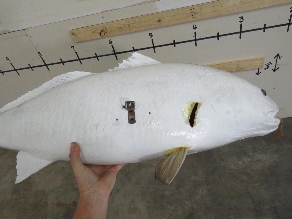 Repro Red Drum Fish eating Shrimp TAXIDERMY