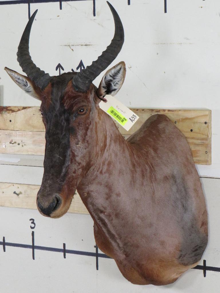 Nice Tsessebe Sh Mt TAXIDERMY