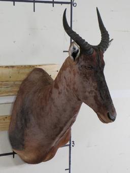 Nice Tsessebe Sh Mt TAXIDERMY