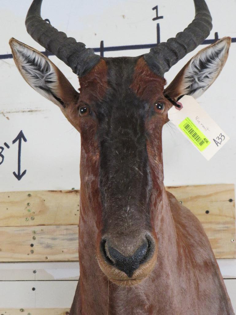 Nice Tsessebe Sh Mt TAXIDERMY