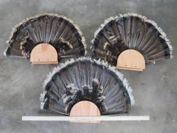 3 Turkey Fan Displays (ONE$) TAXIDERMY