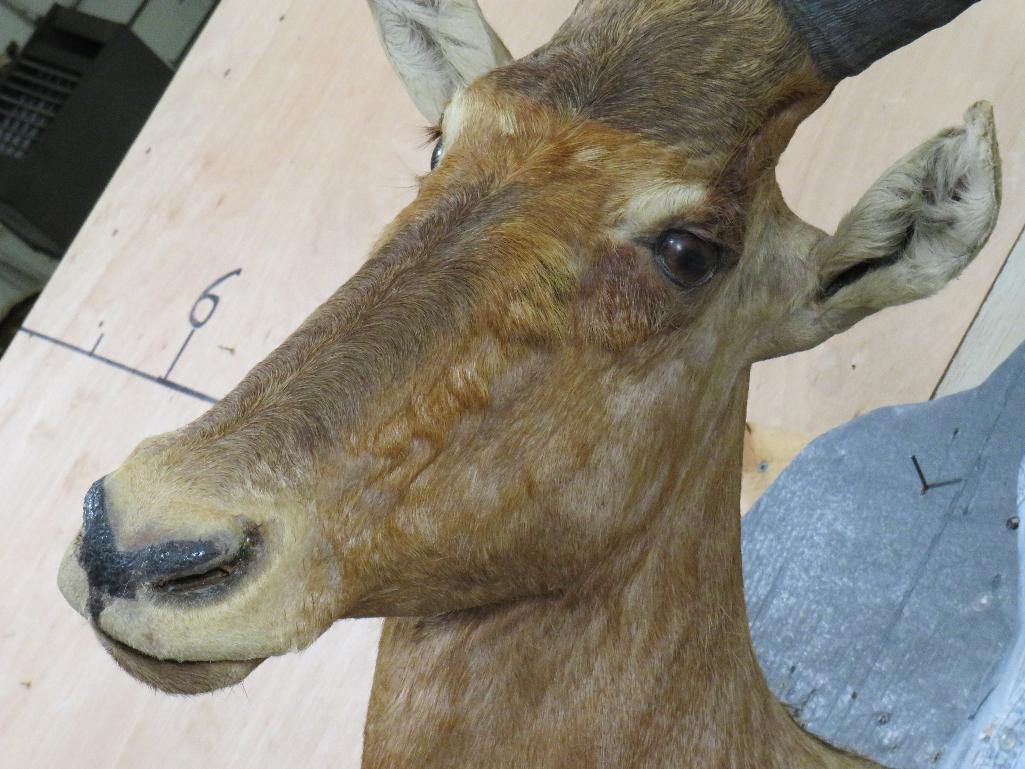 Red Hartebeest Sh Mt TAXIDERMY