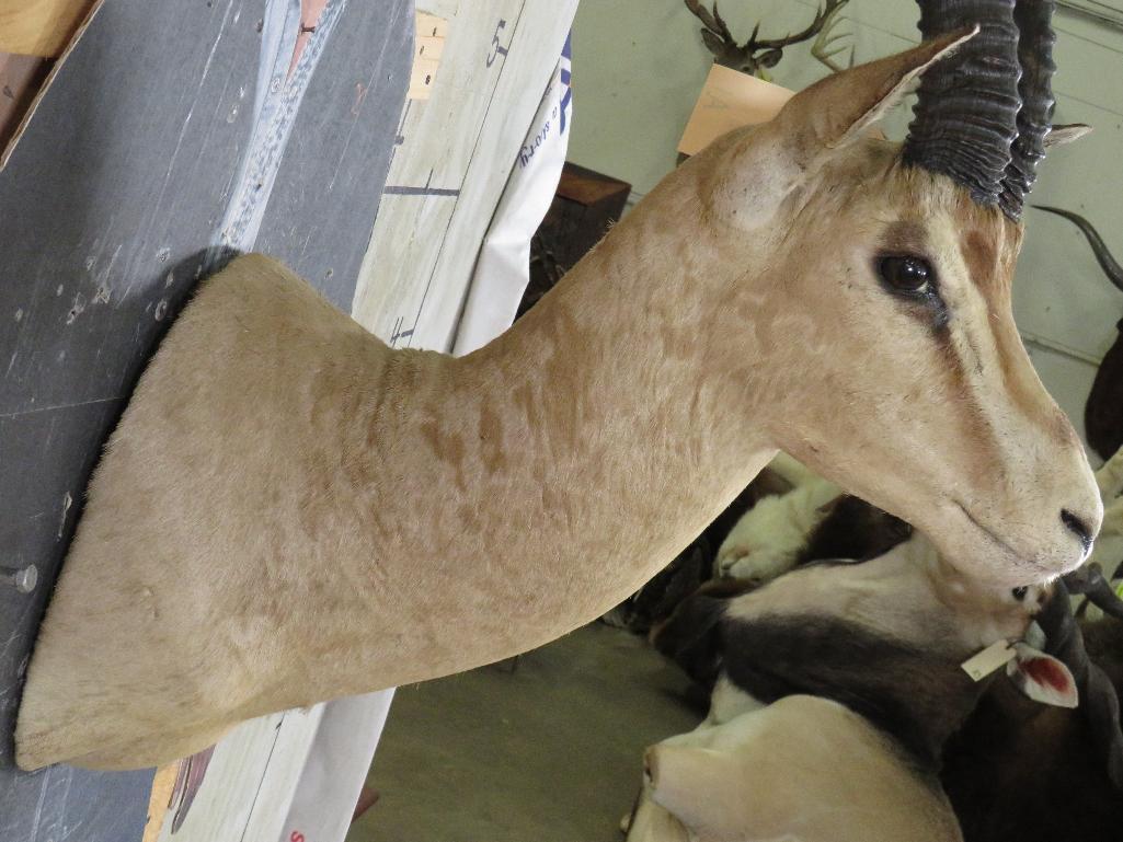 Peter's Gazelle Sh Mt TAXIDERMY