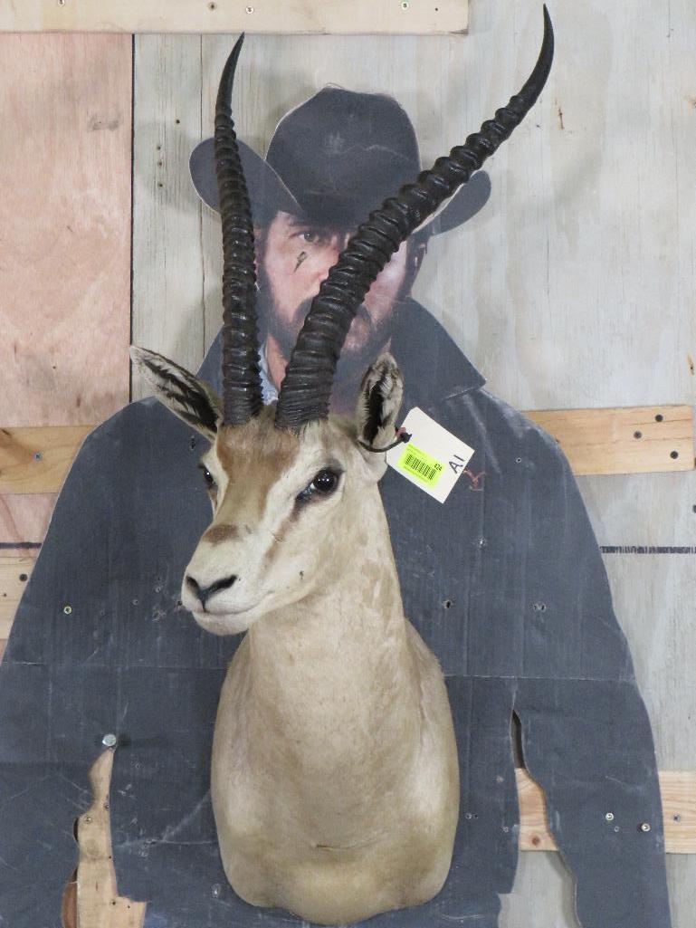 Peter's Gazelle Sh Mt TAXIDERMY