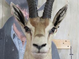 Peter's Gazelle Sh Mt TAXIDERMY