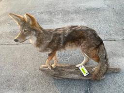 Beautiful, Coyote mount, on wood base, NEW taxidermy, 42 inches long X 34 inches tall, great log cab