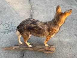 Beautiful, Coyote mount, on wood base, NEW taxidermy, 42 inches long X 34 inches tall, great log cab