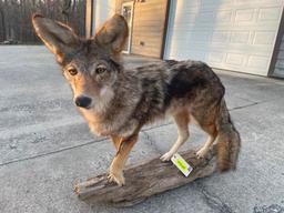 Beautiful, Coyote mount, on wood base, NEW taxidermy, 42 inches long X 34 inches tall, great log cab