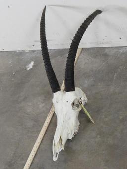 Female Sable Skull TAXIDERMY