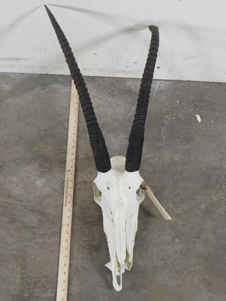 Female Sable Skull TAXIDERMY